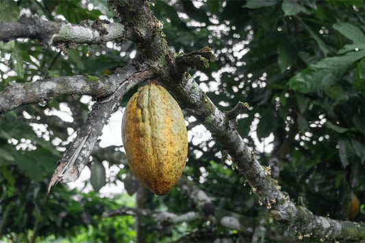 What is couverture and how is chocolate made?